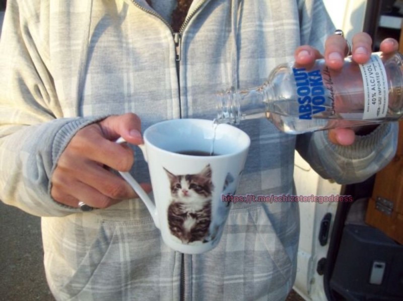 Create meme: seals , drinking cat , the cat drinks water