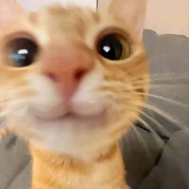 Create meme: cute cats funny, funny faces of cats, cat selfie