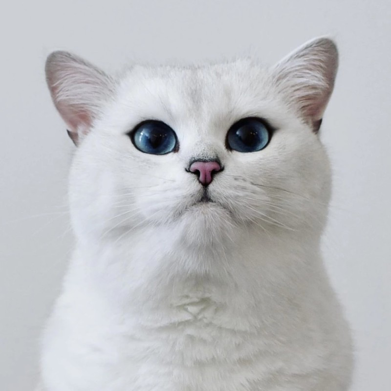 Create meme: white cat , kobe the cat, British chinchilla Kobe