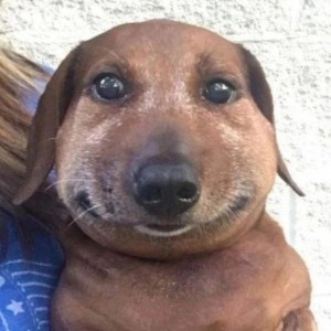 Create meme: Dachshund meme, dog funny, dog Ulybka