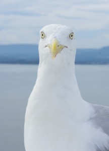 Create meme: martı, gull, seagull