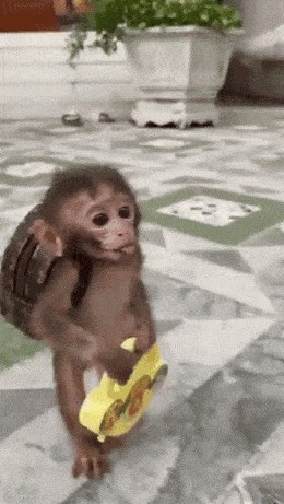 Create meme: funny monkey, monkey baby, monkey monkey