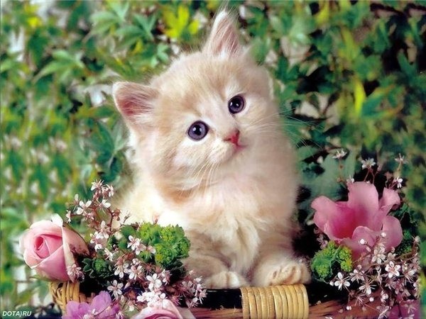 Создать мем: открытка милый котик, красивые котики, котики милые