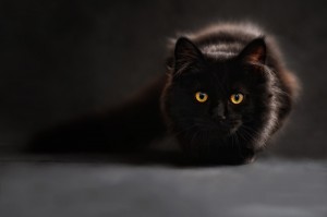Create meme: gato negro, cat prepares to jump, black cat 2018