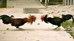 Create meme: fight, rooster, cockfighting