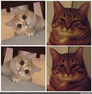 Создать мем: довольный кот мем, кот да мем, мем кошка