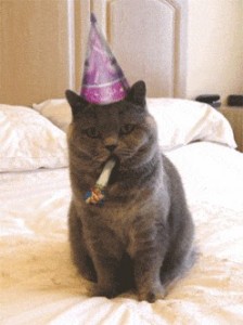Create meme: cat, galaxy chat, unhappy cat birthday
