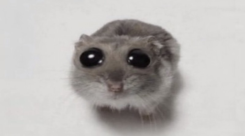 Create meme: Sad hamster with big eyes, A hamster with big eyes, hamster with big eyes meme