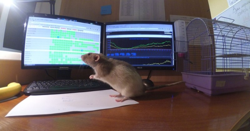 Create meme: office rat, the rat behind the computer, mouse at the computer