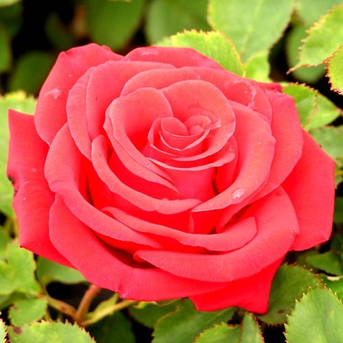 Create meme: red roses , rose grand, rose red