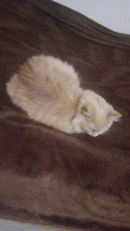 Create meme: sleepy cat, white fluffy cat, cats 