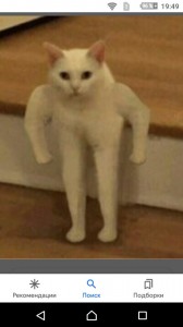 Create meme: cat, cat meme, the cat with hands meme