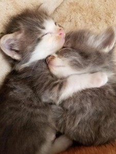 Create meme: cute cats, cute kittens, cats hugging