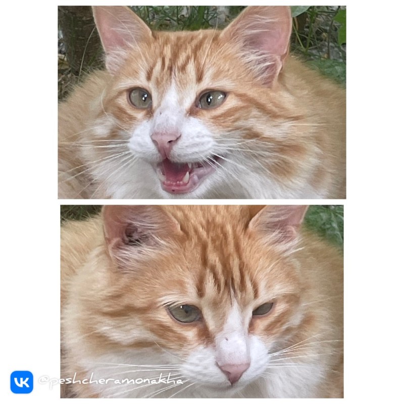 Create meme: cat ginger white, cat red , red cat 