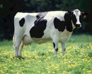 Create meme: Holstein cows, Dutch cow