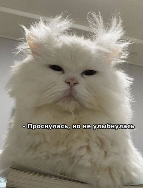 Create meme: normal cat, cat , persian chinchilla wilfred