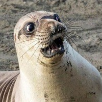 Create meme: the seal meme, funny Navy seal, seal