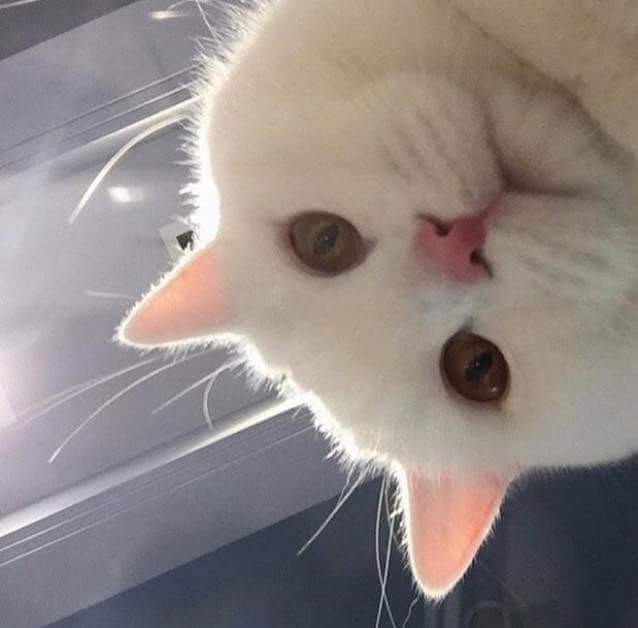 Create meme: cat , white cats, meme of cute cat