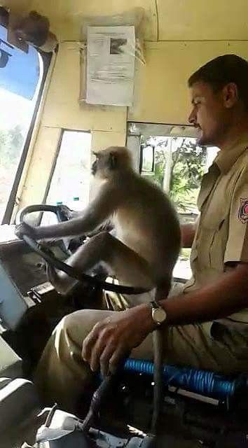 Создать мем: смешные обезьяны, водитель автобуса, monyet