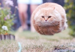 Создать мем: кошка, летящий кот, летающий кот картинки