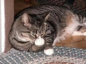 Создать мем: фото кота срал в тапки, кошка, кот показывает фак
