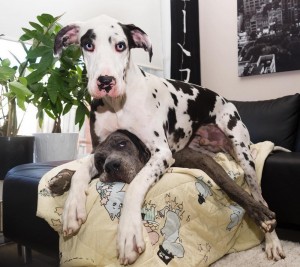 Create meme: the great Dane in the apartment, puppies marble dog, dog