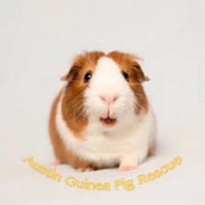 Create meme: Guinea pig