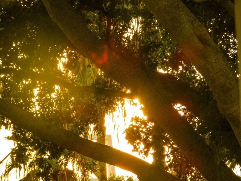 Create meme: sunbeam, themes nature, tree nature