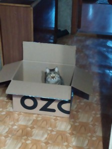 Create meme: cats and boxes, cat, cat in box