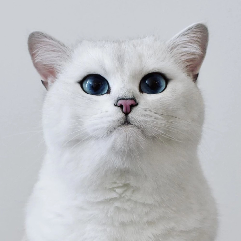 Самая красивая кошка в мире 2020
