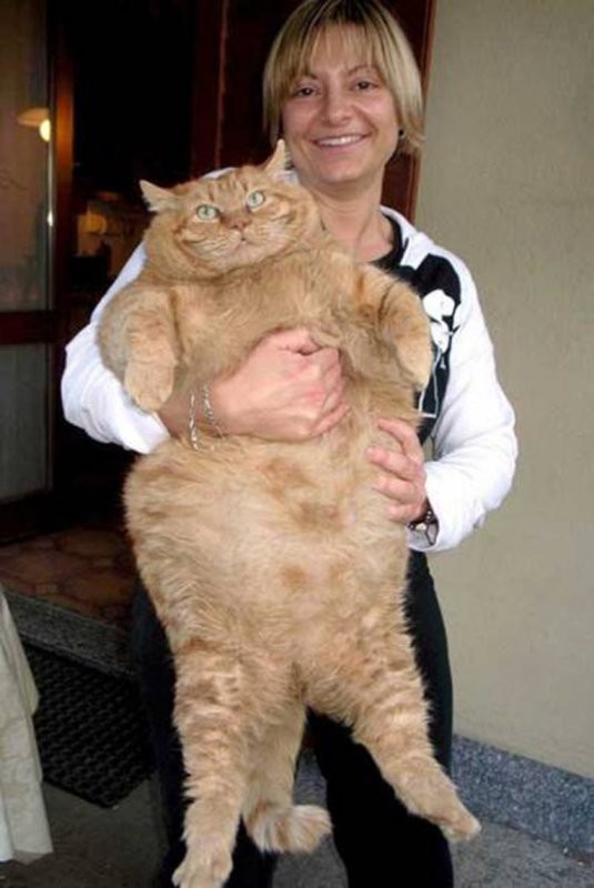 Создать мем: очень жирный кот, самый толстый кот, самый толстый кот в мире