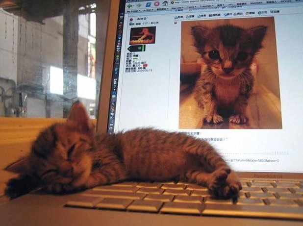 Create meme: Saturday cat, the kitten at the keyboard, funny cats 