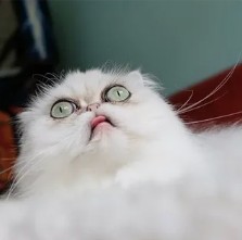 Create meme: Persian cat , The Persian cat is white, funny Persian cats