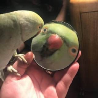 Создать мем: мем с попугаем и зеркалом, александрийский попугай самка, попугай смотрит в зеркало