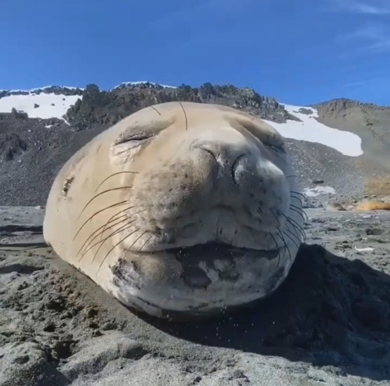 Create meme: seals, marine seal, common seal
