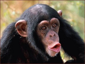 Create meme: Bonobo chimp, female chimpanzee, the common chimpanzee