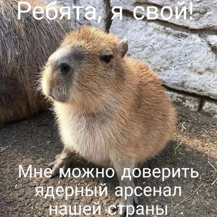 Create Meme "big Capybara Guinea Pig, Angry Capybara, The Largest ...