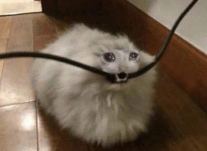 Create meme: The cat is gnawing on the wire, the cat bites the cord, The cat is gnawing on the wire meme