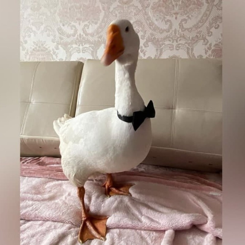 Create meme: goose home, goose , goose duck