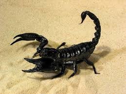 Создать мем: скорпион дарк, скорпионы представители класса, ядовитый скорпион