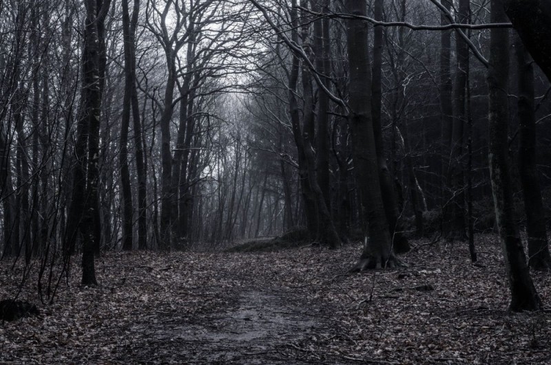 Create meme: dark forest, forest background is dark, dark dark forest