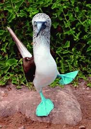 Create meme: Golovanova gannets , footed booby bird, The blue booby