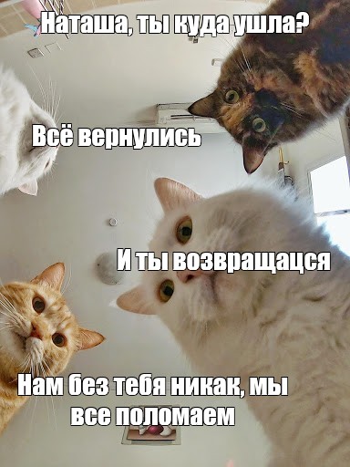 Ты что куда ушла то. Мемы с котиками мы. Наташа и котики. С днём рождения Наташа коты мемы. Мемы с котами про мать.