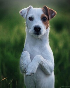 Create meme: breed Jack Russell Terrier, breed Jack Russell, Jack Russell