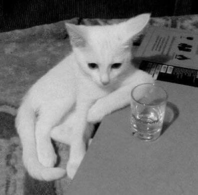 Create meme: cat , cat , drinking cat 