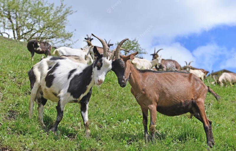 Create meme: Alpine goats, goat pasture, alpine goats