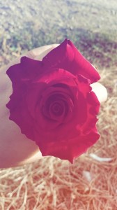 Create meme: roses, beautiful flowers, flowers roses