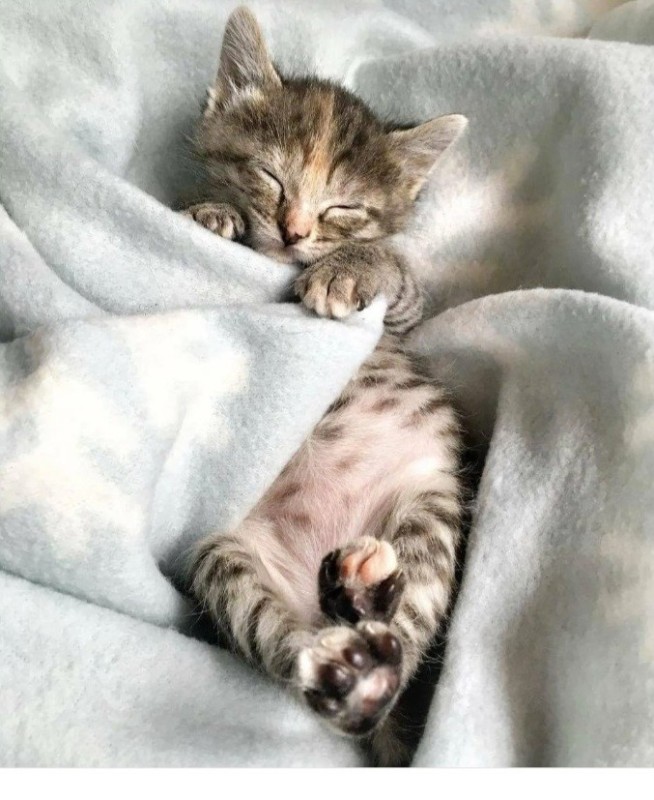 Create meme: sleeping kitten, sweet dreams, cute sleeping cats