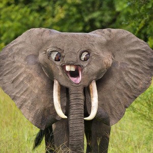 Create meme: animal elephant