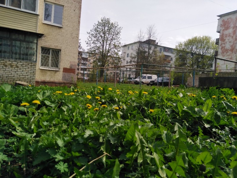 Create meme: hogweed thickets, The green yard, grass in the yard